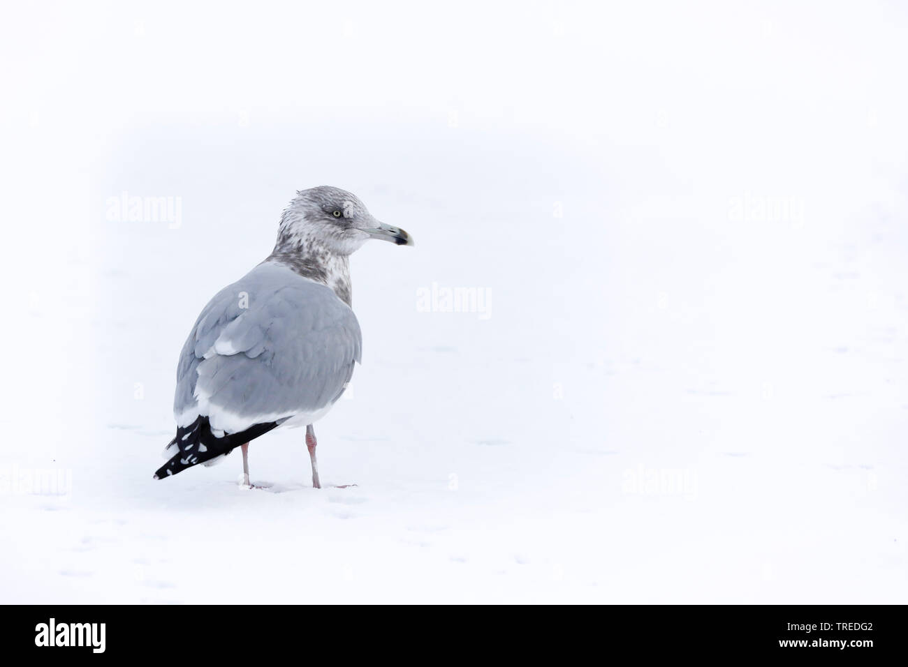American Herring Gull (Larus smithsonianus), perches in the snow and