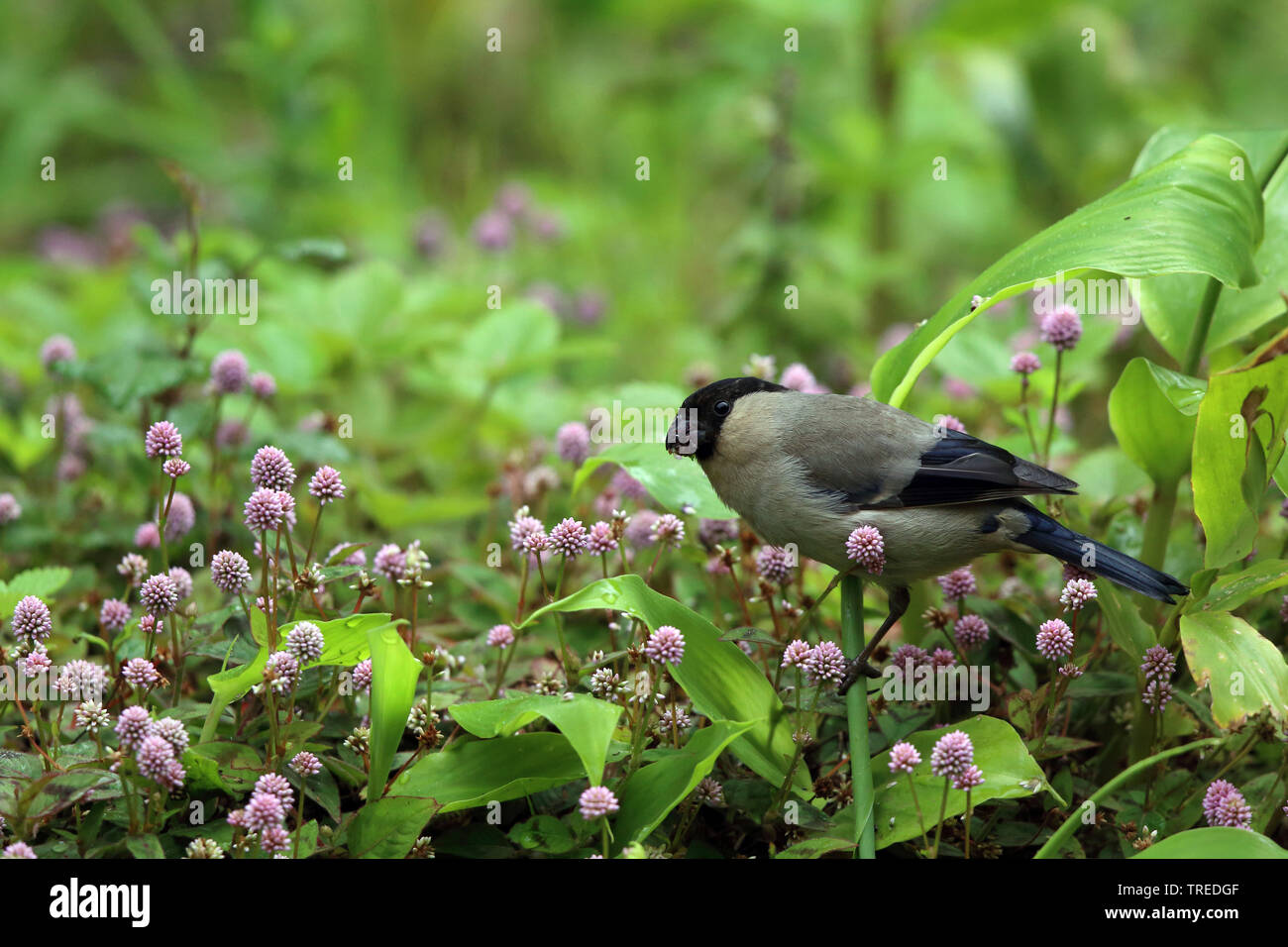 Azores Bullfinch (Pyrrhula murina), feeding on Pinkhead Smartweed, Azores, Sao Miguel Stock Photo
