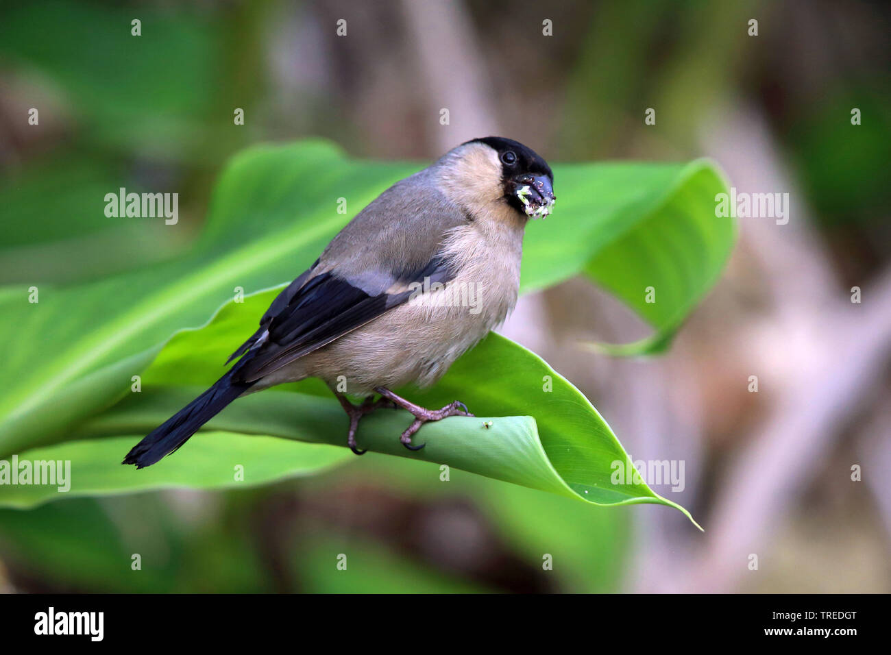 Azores Bullfinch (Pyrrhula murina), sitting on a plant eating, Azores, Sao Miguel Stock Photo
