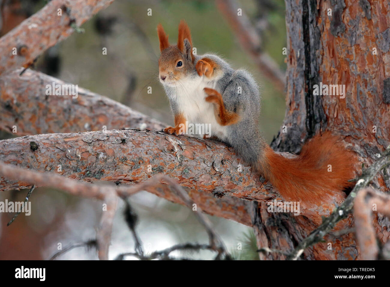 European red squirrel, Eurasian red squirrel (Sciurus vulgaris), sits on a branch on a tree and scratching, side view, Finland, Lapland Stock Photo