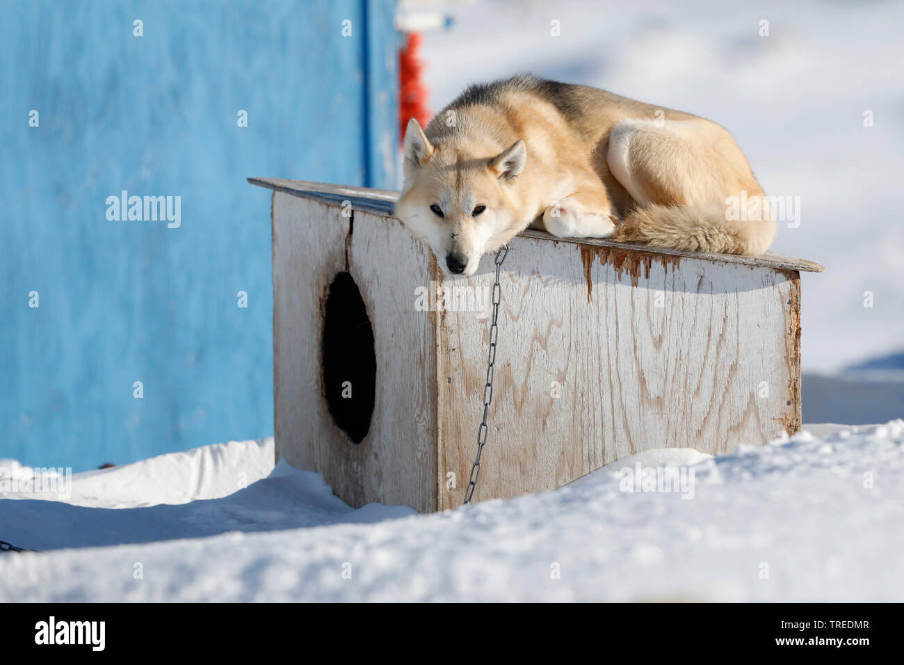 Alaskan Husky (Canis lupus f. familiaris), lying on the dog kennel ...