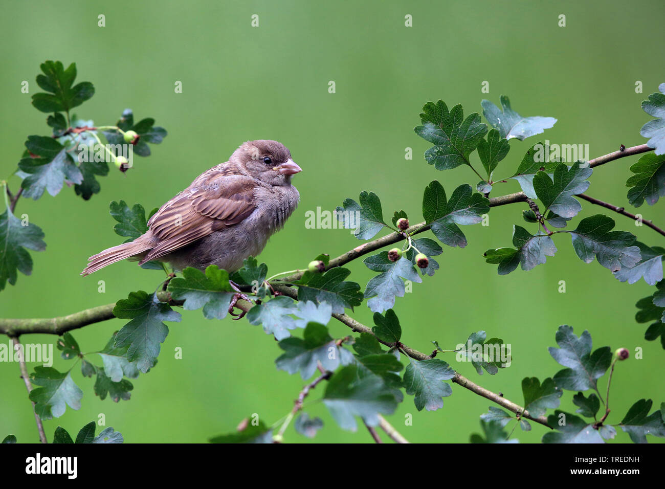 Juvenile Sparrow High Resolution Stock Photography And Images Alamy