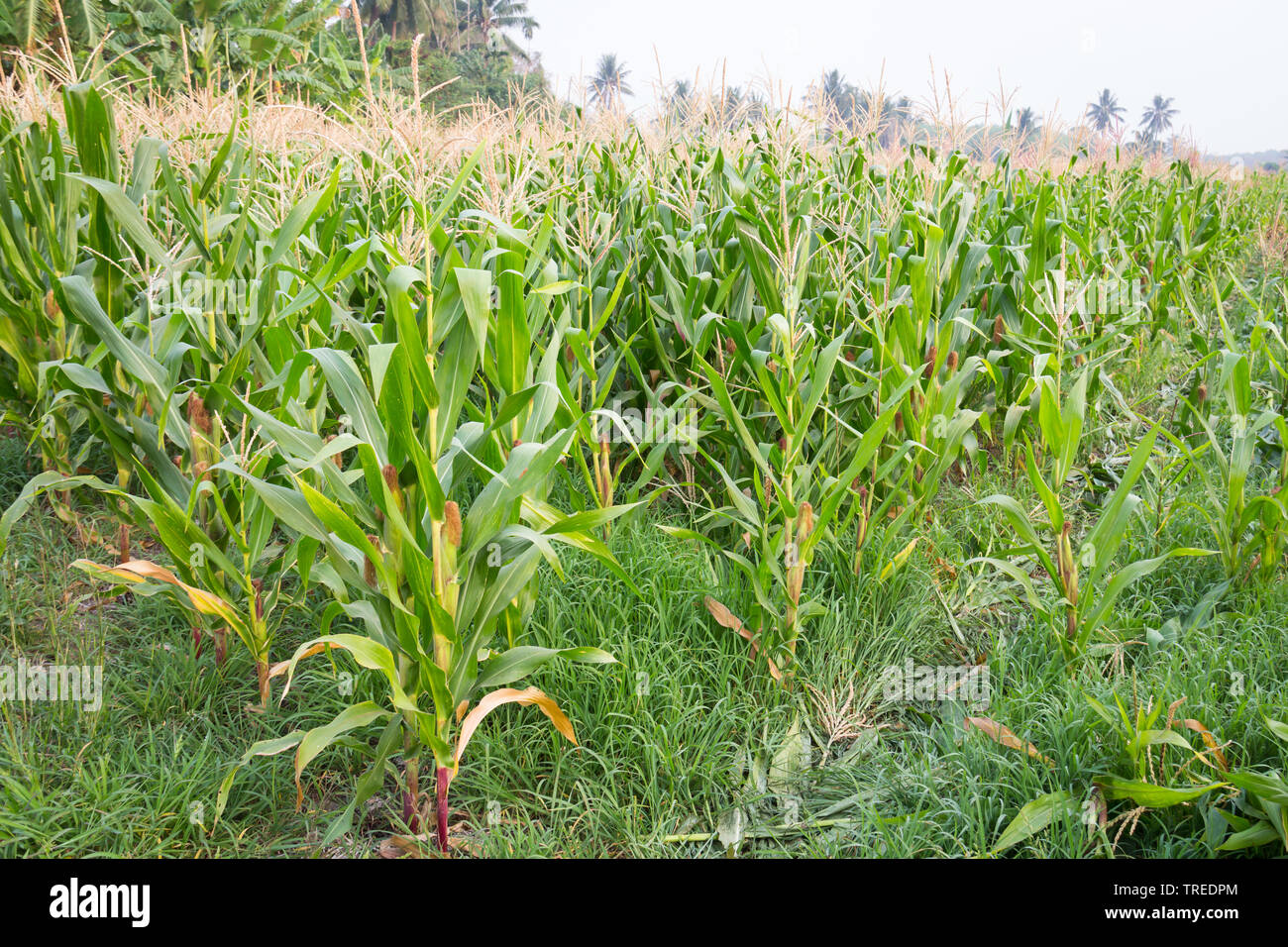 Sweet corn in the garden Stock Photo Alamy
