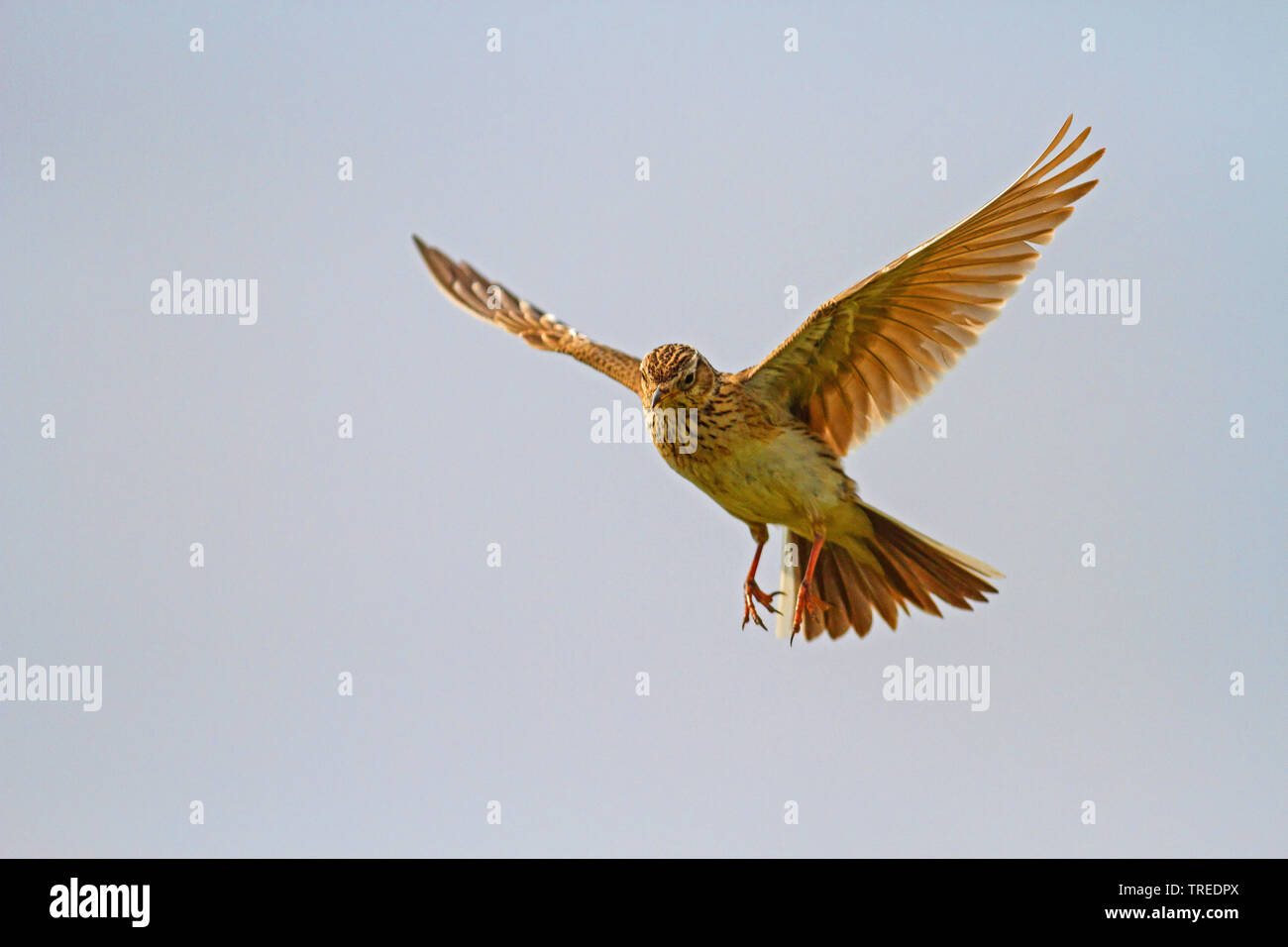 Eurasian sky lark (Alauda arvensis), in flight, Bird of the Year 2019 ...