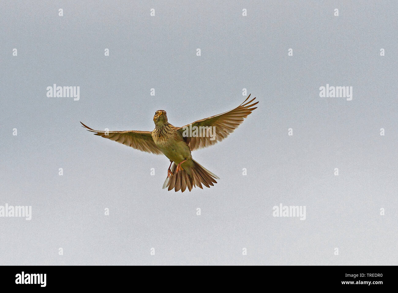 Eurasian sky lark (Alauda arvensis), in flight, Bird of the Year 2019 ...