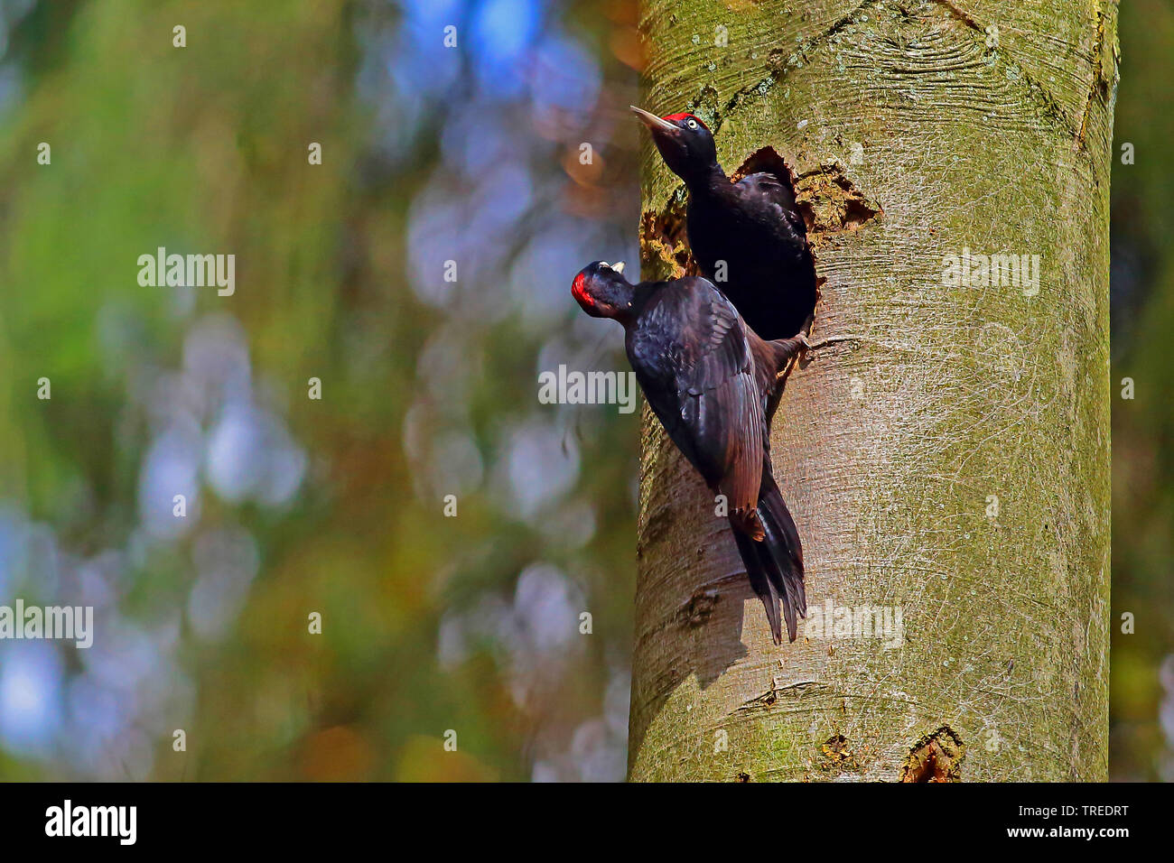 black woodpecker (Dryocopus martius), couple at breeding cave, Germany Stock Photo