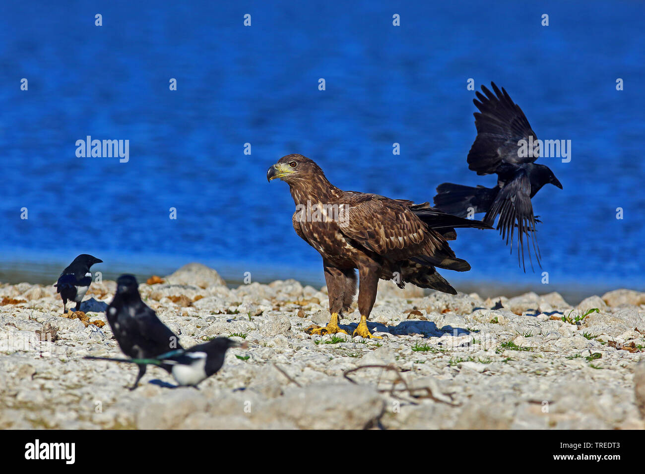 white-tailed sea eagle (Haliaeetus albicilla), with crows and magpies, Germany Stock Photo