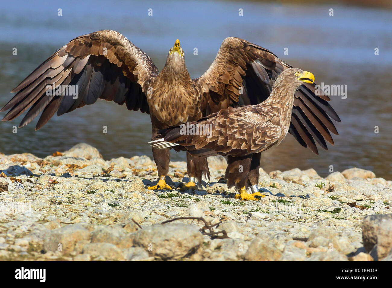 white-tailed sea eagle (Haliaeetus albicilla), couple greeting, Germany Stock Photo