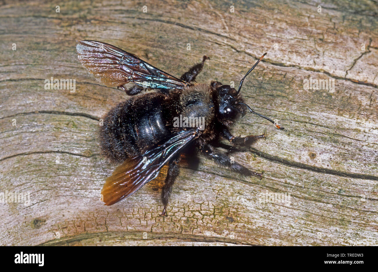 Violet carpenter bee (Xylocopa violacea), male, Germany Stock Photo