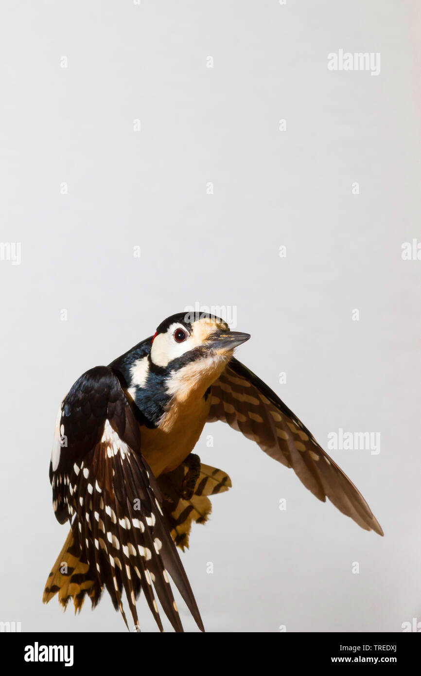 Great spotted woodpecker (Picoides major, Dendrocopos major), in flight, short time exposure, Germany Stock Photo