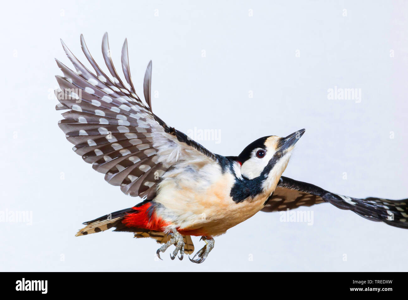 Great spotted woodpecker (Picoides major, Dendrocopos major), female in flight, short time exposure, Germany Stock Photo