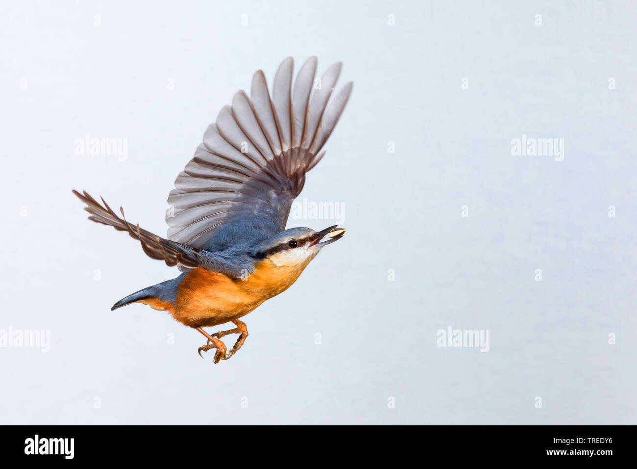 Eurasian nuthatch (Sitta europaea), in flight with fodder in its bill, short time exposure, Germany Stock Photo