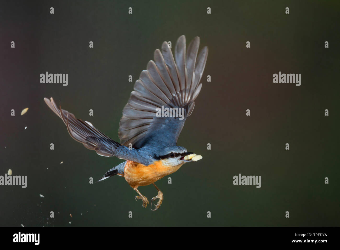 Eurasian nuthatch (Sitta europaea), in flight with fodder in its bill, short time exposure, Germany Stock Photo