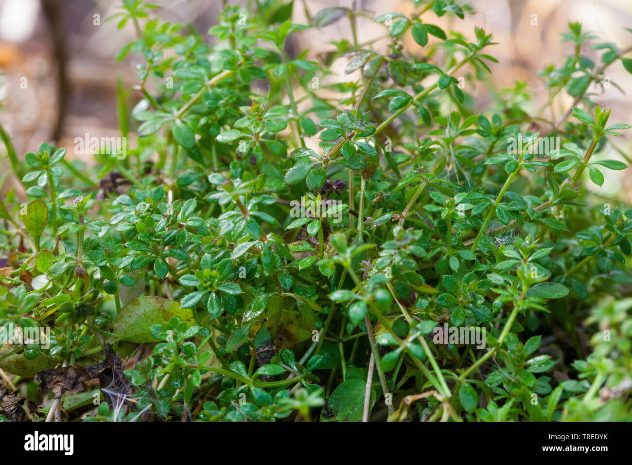 Cleavers, Goosegrass, Catchweed bedstraw (Galium aparine), young plants