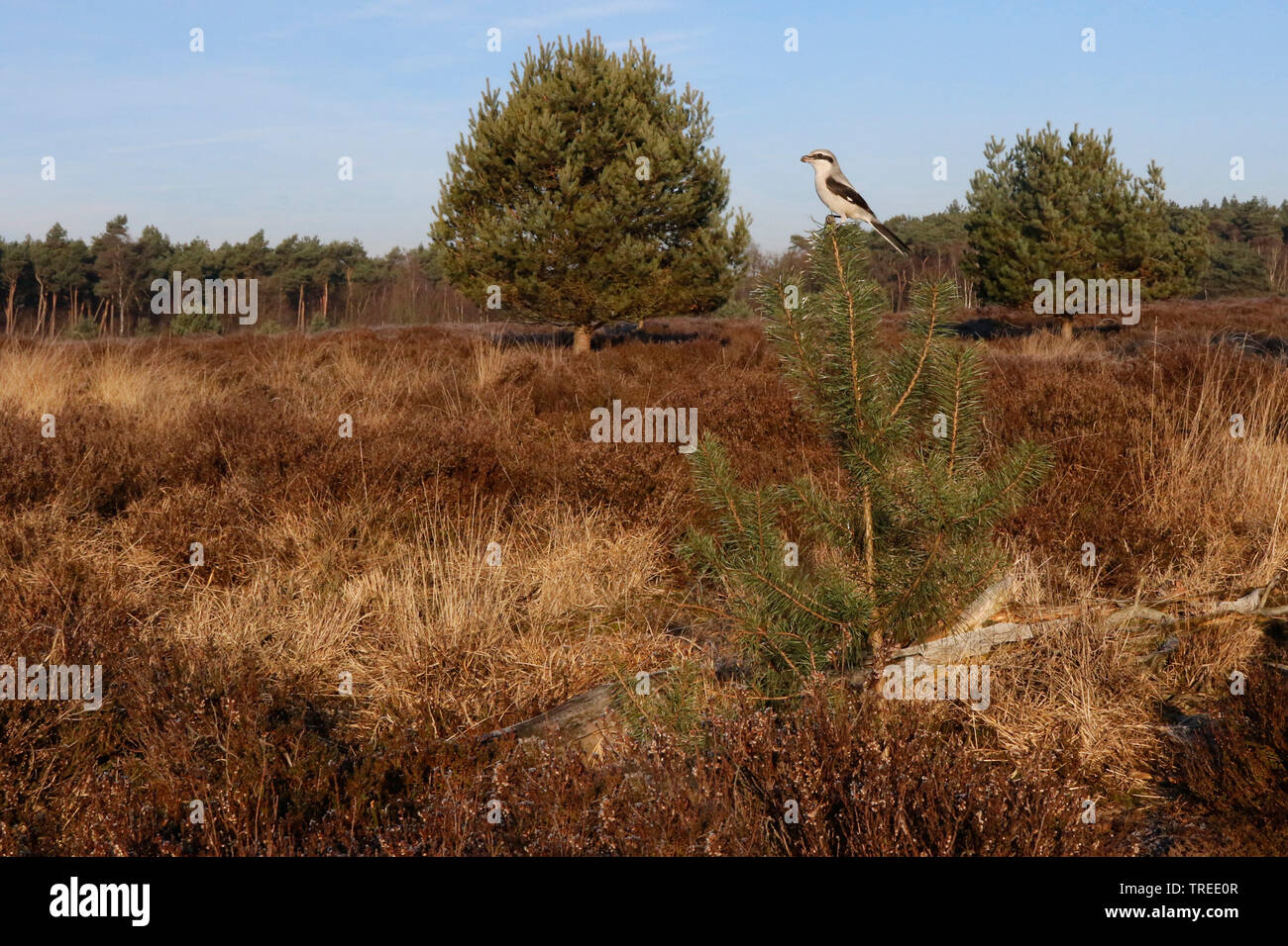 great grey shrike (Lanius excubitor), in its natural habitat, Netherlands, Noord-Brabant Stock Photo