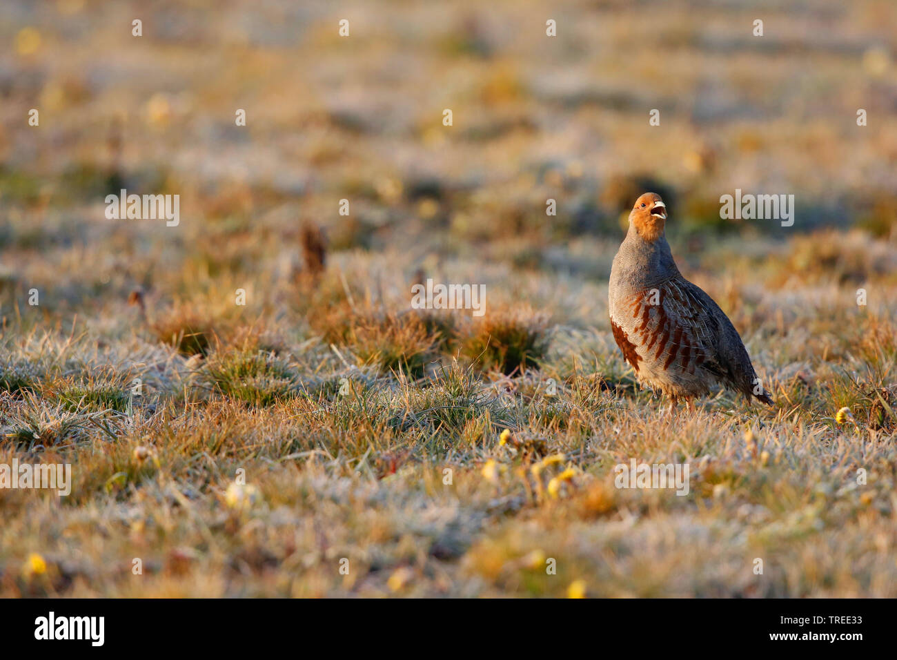 grey partridge (Perdix perdix), in a meadow with morning dew, calling, Netherlands, South Holland Stock Photo