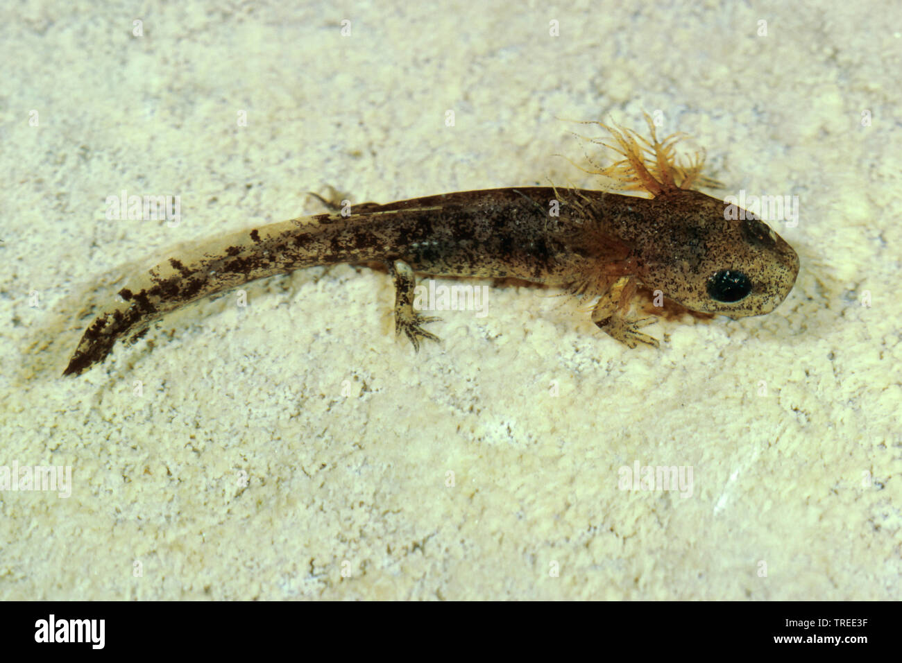 Fire salamander larva hires stock photography and images Alamy