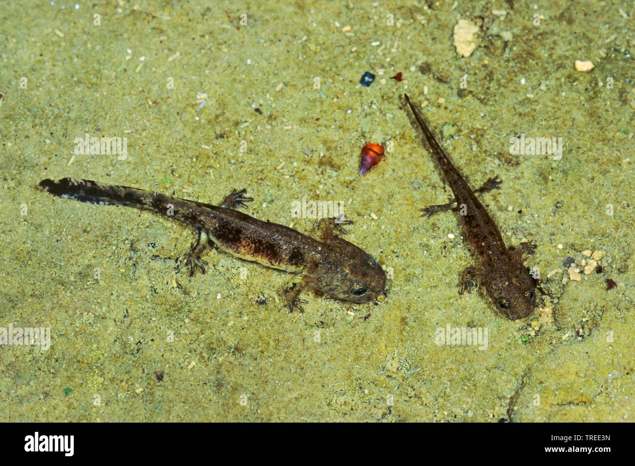 European fire salamander (Salamandra salamandra), larvae with outer gills under water, Germany Stock Photo