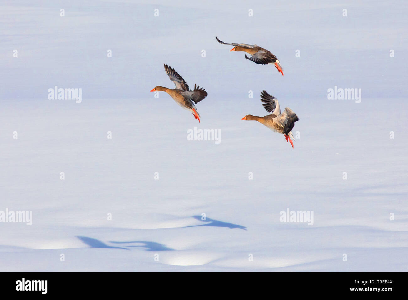 greylag goose (Anser anser), approach for landing on snow layer, Germany, Bavaria, Lake Chiemsee Stock Photo