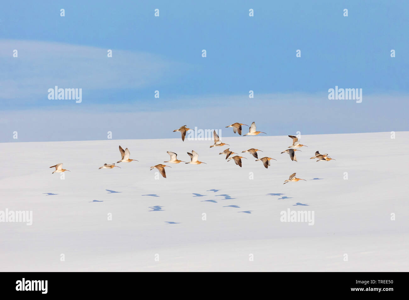 western curlew (Numenius arquata), flock flying over snow layer, Germany, Bavaria, Lake Chiemsee Stock Photo