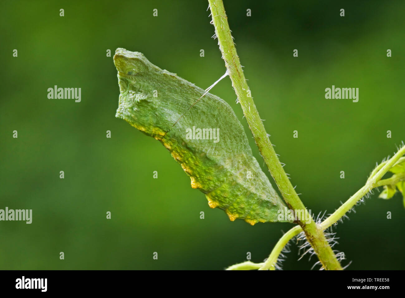 Old World Swallowtail, common yellow swallowtail (Papilio machaon), pupa, Germany Stock Photo