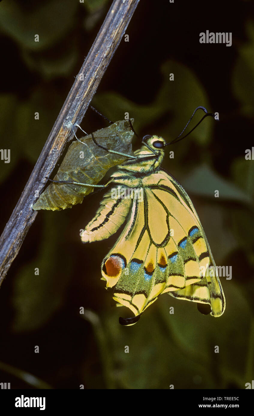 swallowtail (Papilio machaon), hatching from pupa, Germany Stock Photo