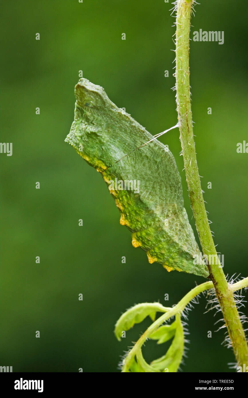 Old World Swallowtail, common yellow swallowtail (Papilio machaon), pupa, Germany Stock Photo
