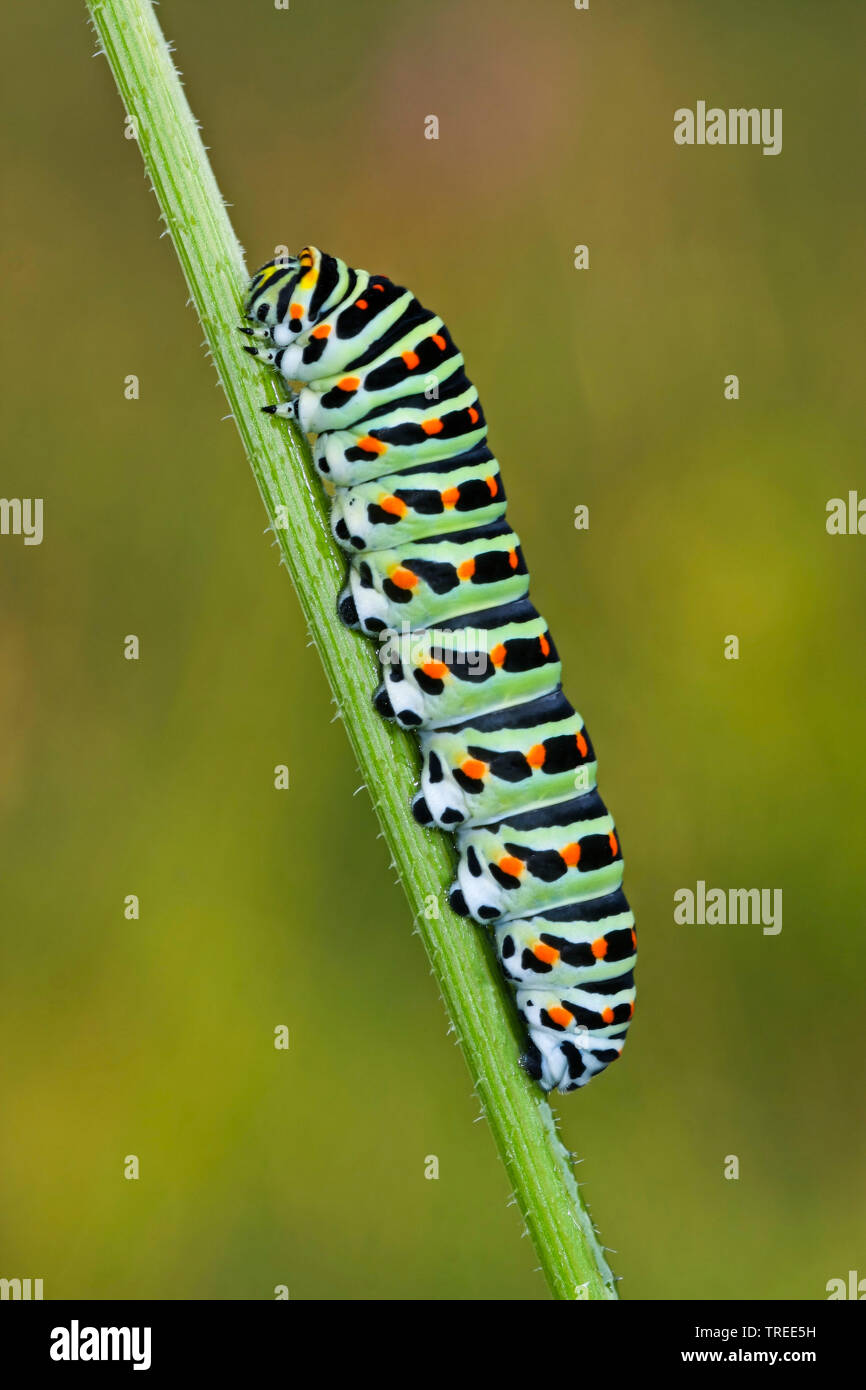 Old World Swallowtail, common yellow swallowtail (Papilio machaon), caterpillar, Germany Stock Photo