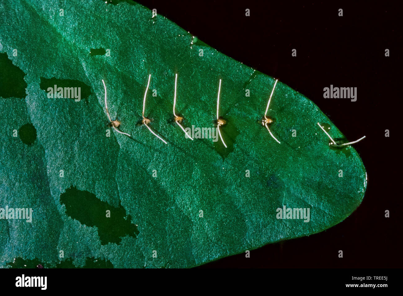 Water Stick Insect, Long-bodied Water Scorpion, Needle Bug (Ranatra ...