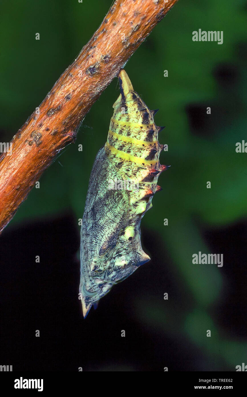 Peacock butterfly, European Peacock (Inachis io, Nymphalis io, Aglais io), pupa, series picture 3/4, Germany Stock Photo