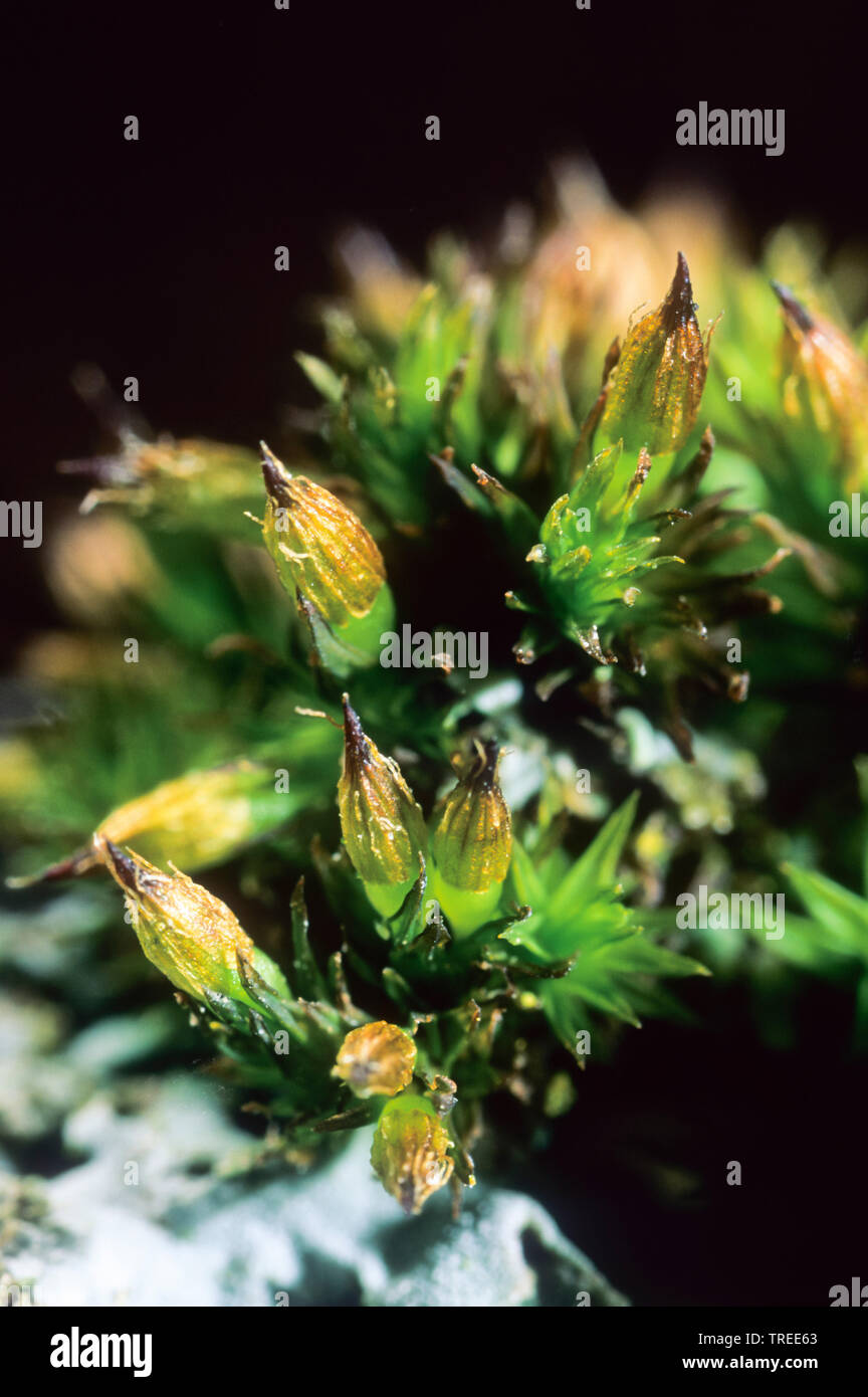 Wood Bristle-moss (Orthotrichum affine), with capsule, Germany Stock Photo