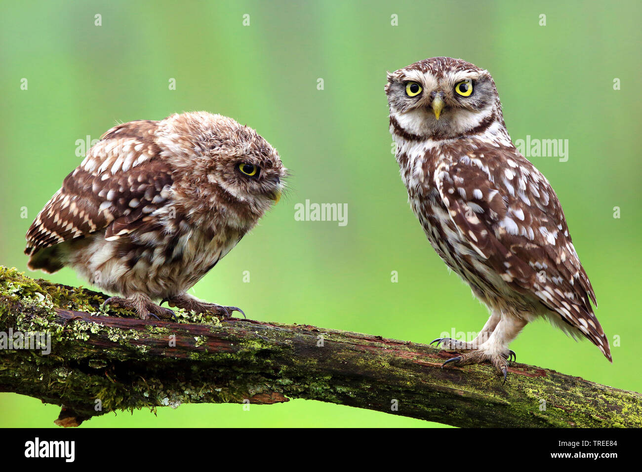little owl (Athene noctua), perching with a young bird on a branch, side view, Belgium Stock Photo