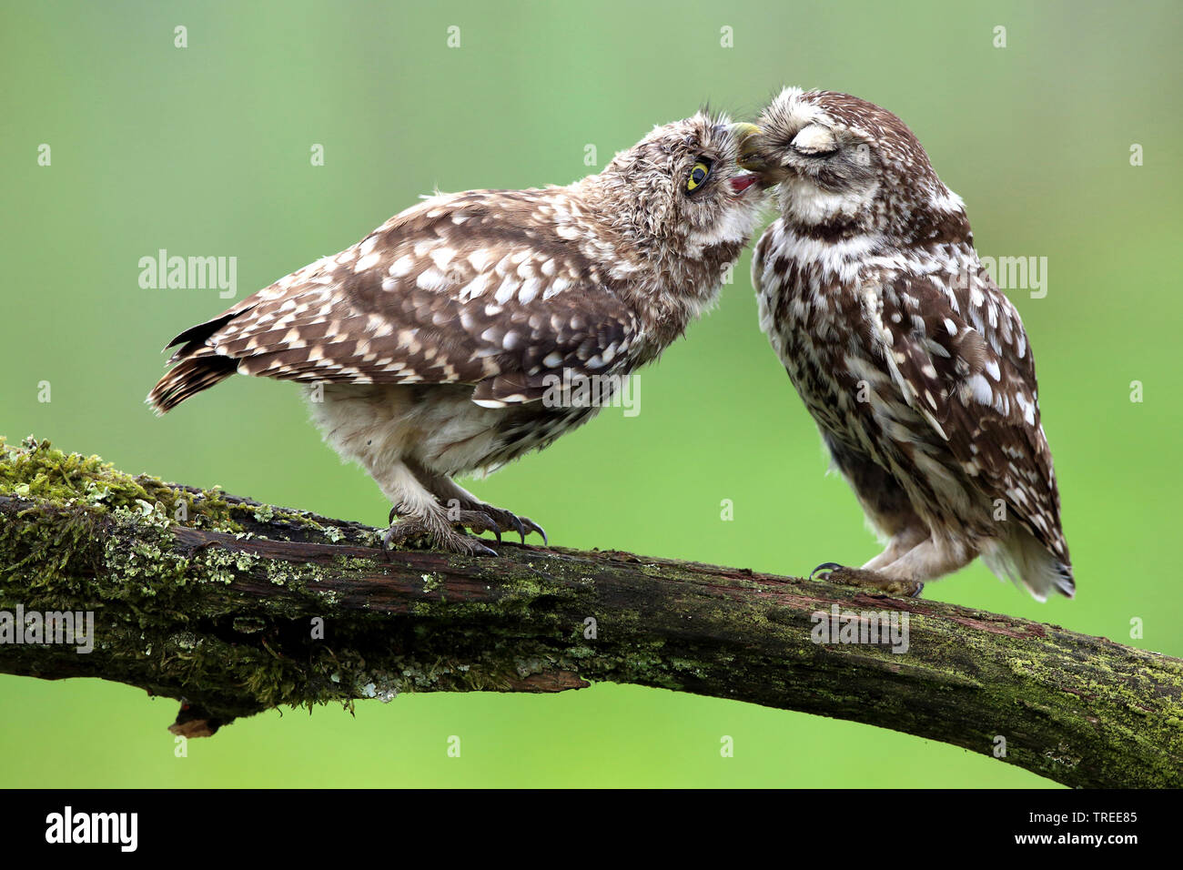 little owl (Athene noctua), adult bird feeding young bird on a branch, side view, Belgium Stock Photo