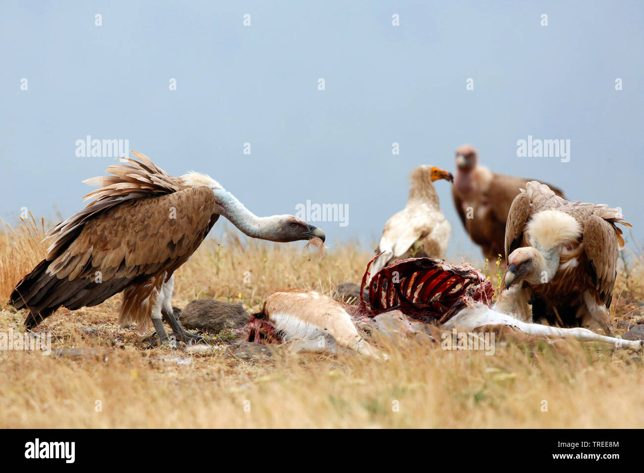 griffon vulture (Gyps fulvus), eating griffon vultures at a cadaver, Bulgaria Stock Photo
