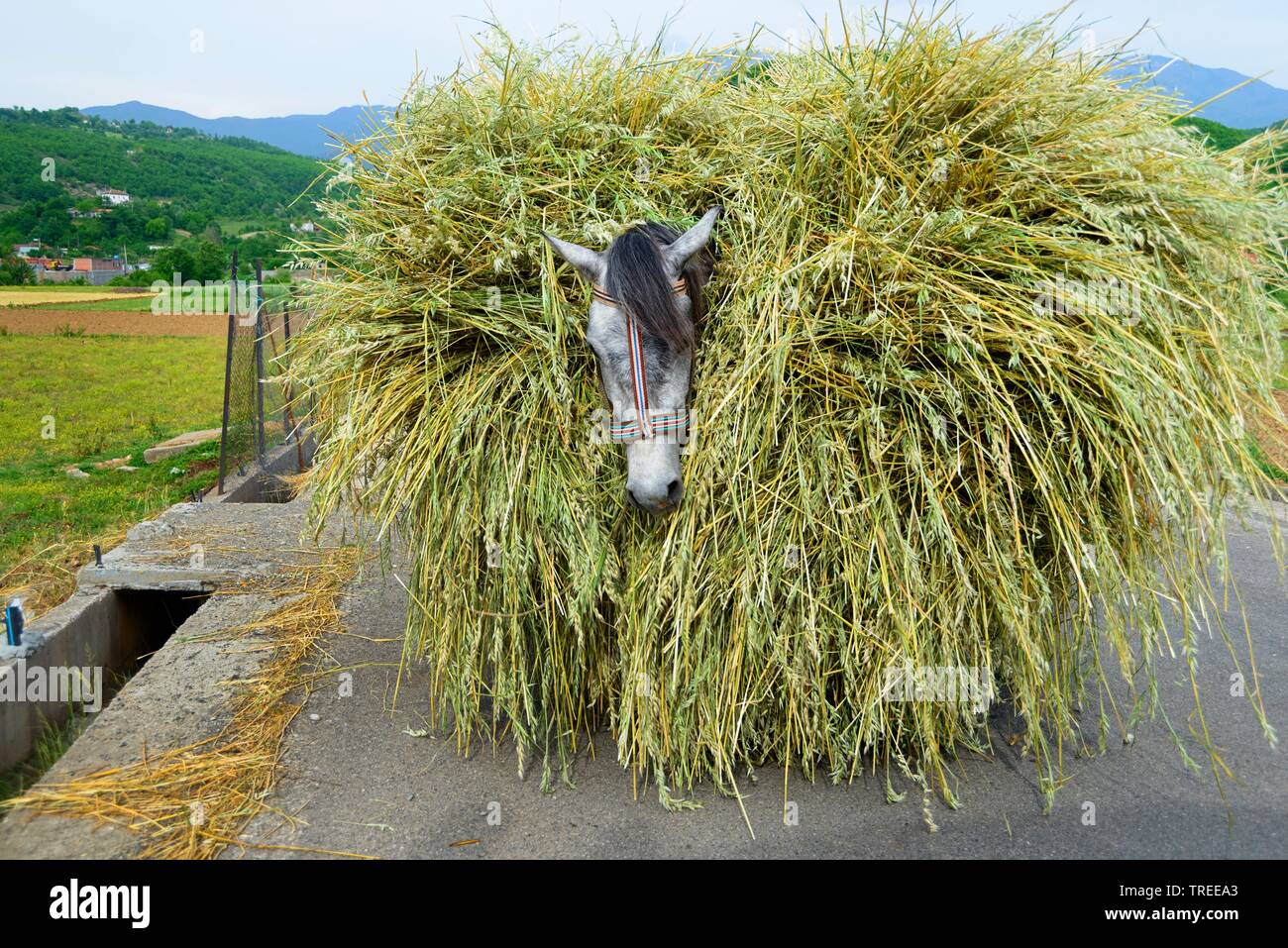 domestic horse (Equus przewalskii f. caballus), horse laden with cornstalks, Albania Stock Photo