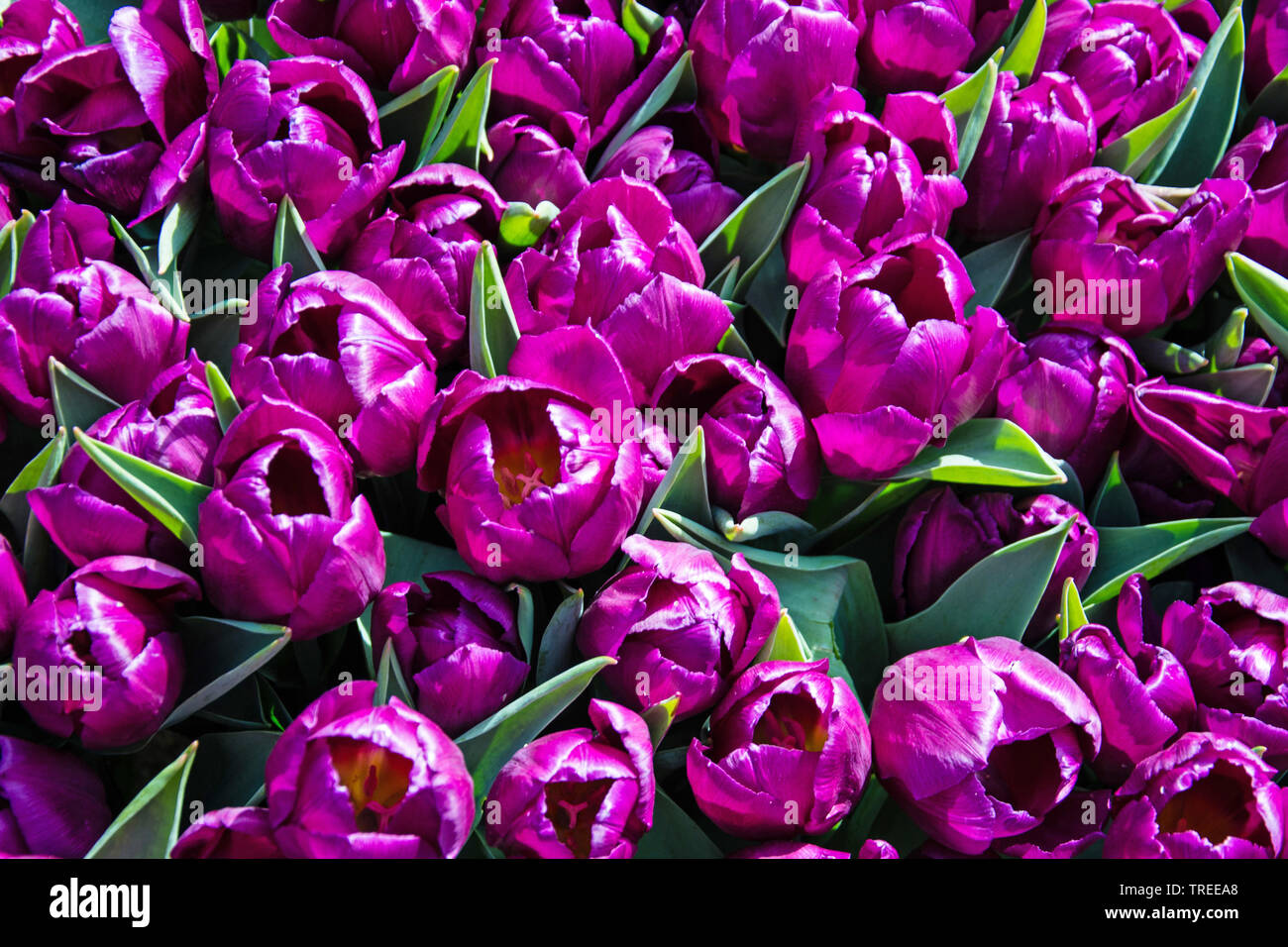 common garden tulip (Tulipa spec.), bouquet of violet tulips, Europe Stock Photo