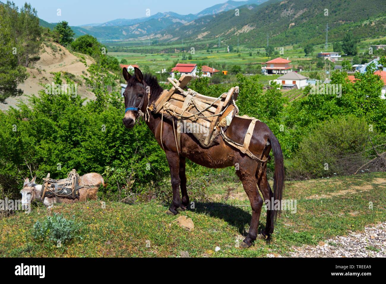 Domestic donkey (Equus asinus asinus), horse and donkey at wayside, Albania, Kaluth Stock Photo