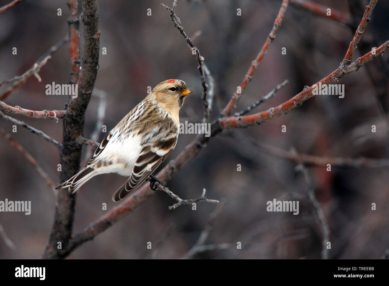 arctic redpoll, hoary redpoll (Carduelis hornemanni hornemanni, Acanthis hornemanni hornemanni), sitting on a branch, Greenland Stock Photo
