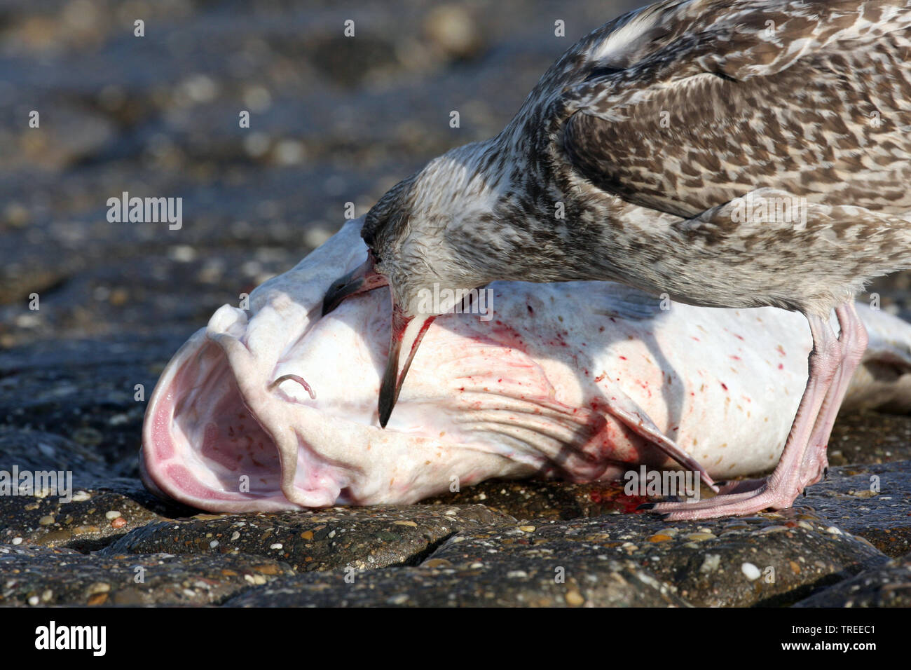 herring gull (Larus argentatus), juvenile in winter coat feeding on fish, Netherlands, South Holland Stock Photo
