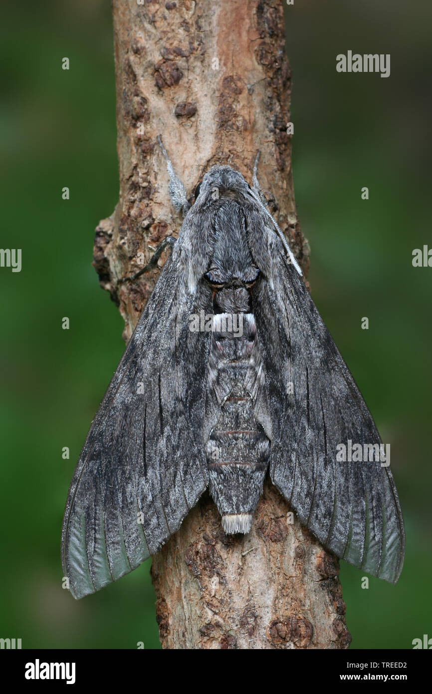 Convolvulus hawkmoth, Morning glory sphinx moth (Agrius convolvuli, Herse convolvuli, Sphinx convolvuli), sits on a twig, Netherlands Stock Photo