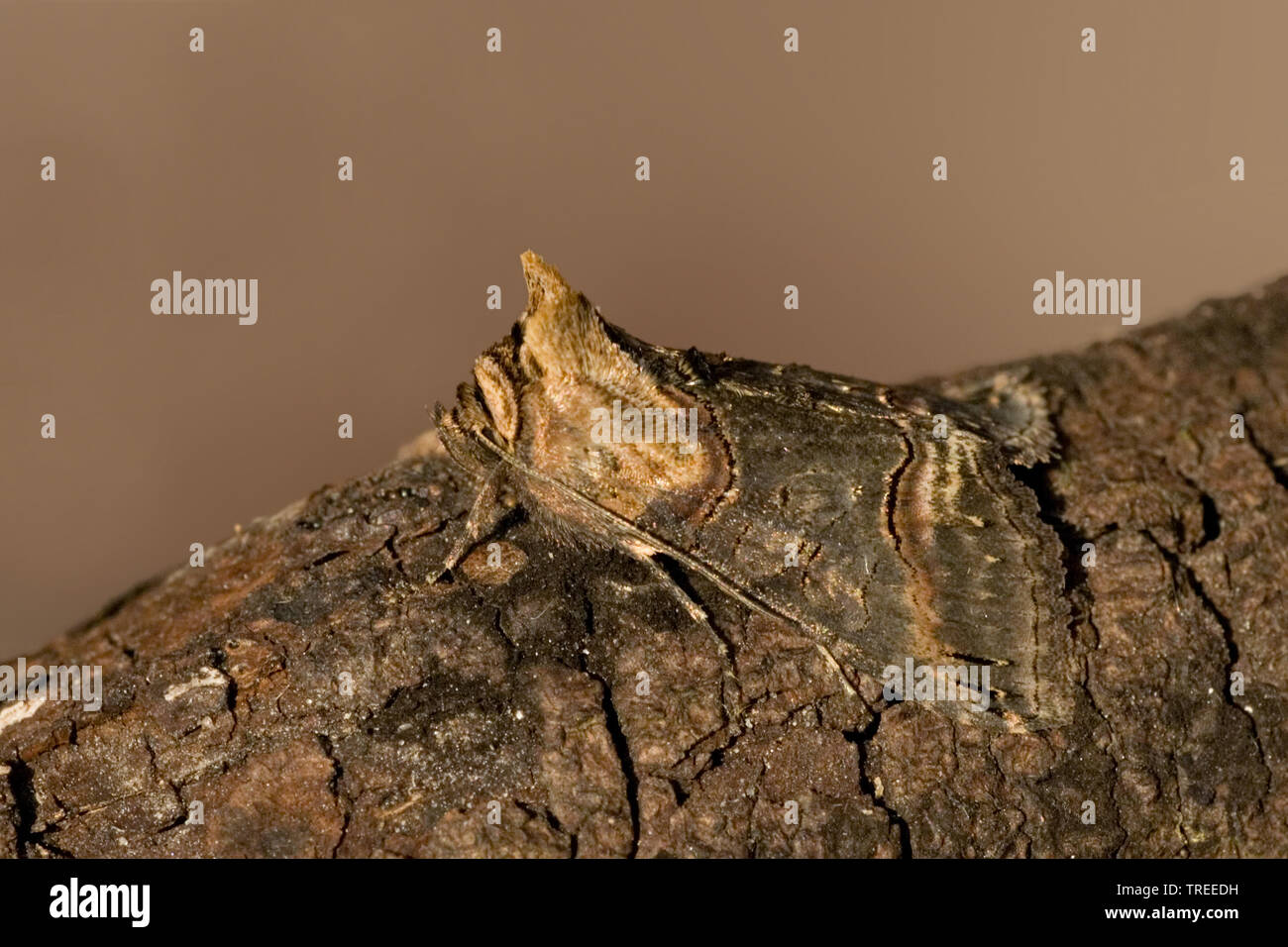Dark spectacles (Abrostola triplasia), sits on a branch, Netherlands Stock Photo