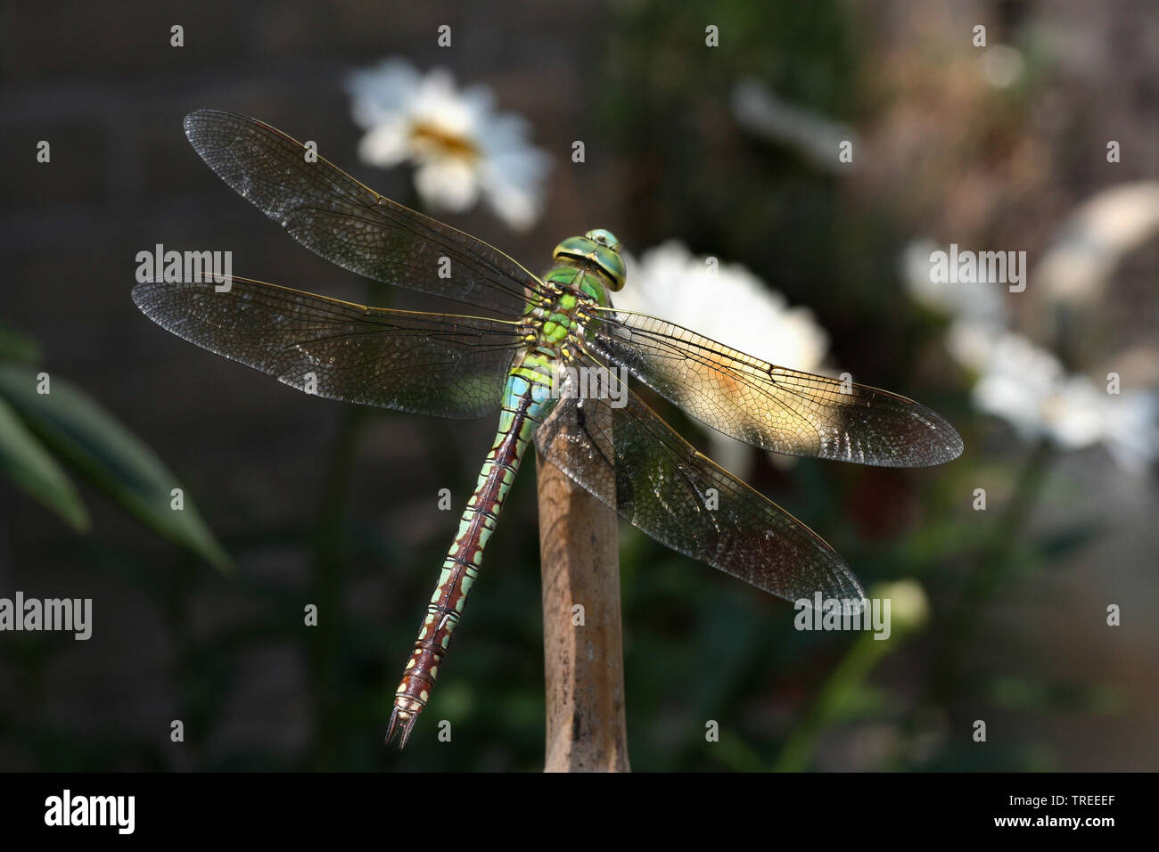 emperor dragonfly (Anax imperator), female, Netherlands Stock Photo