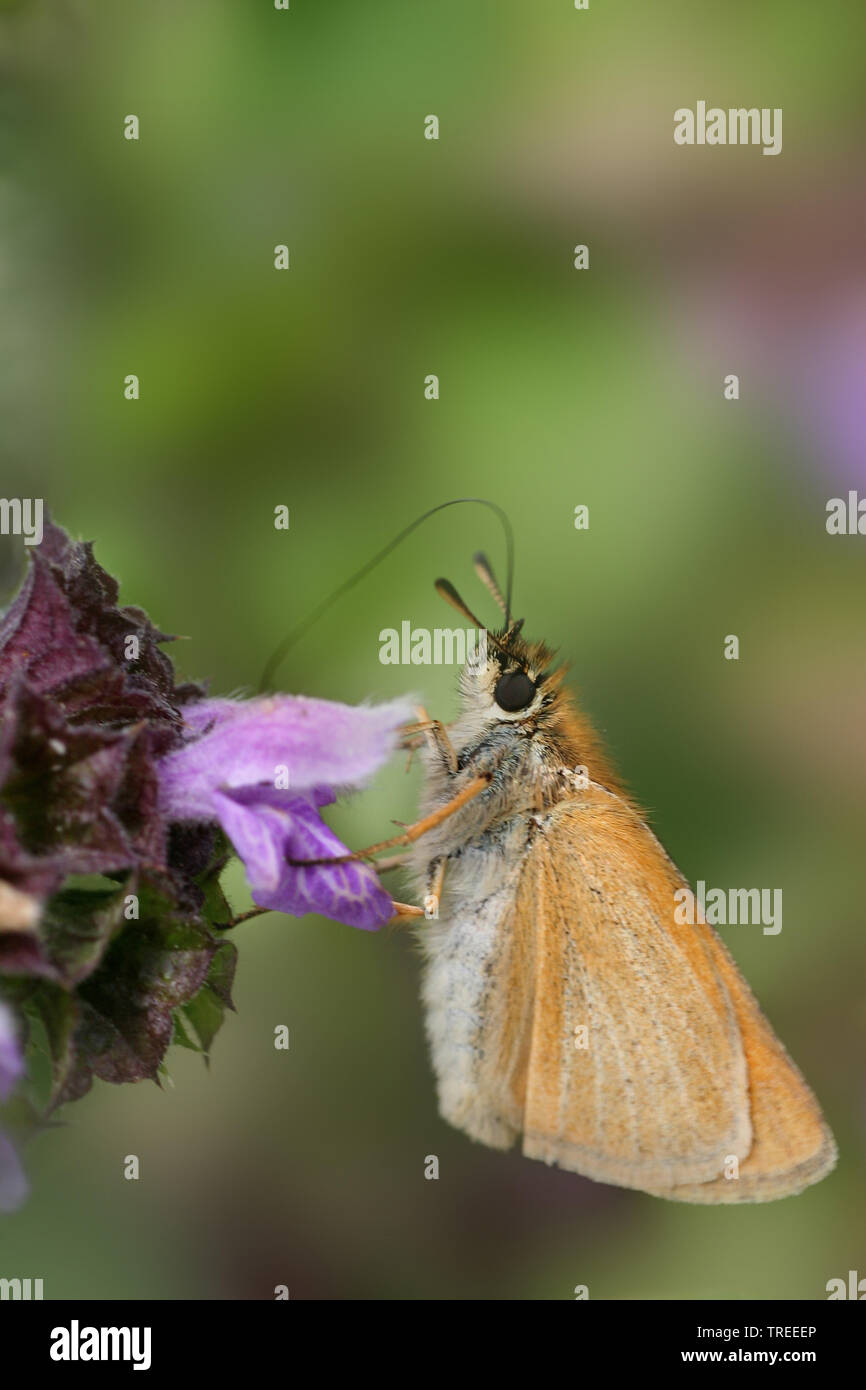 Essex skipper (Thymelicus lineolus, Thymelicus lineola), sits on a flower, Netherlands Stock Photo