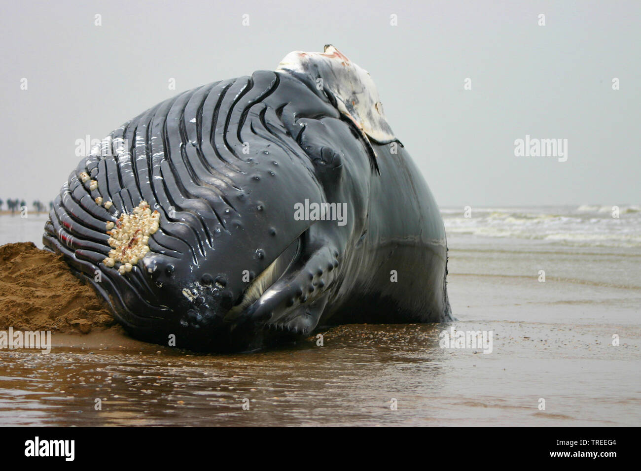 humpback whale (Megaptera novaeangliae), washed up cadaver on a beach, front view, Netherlands Stock Photo