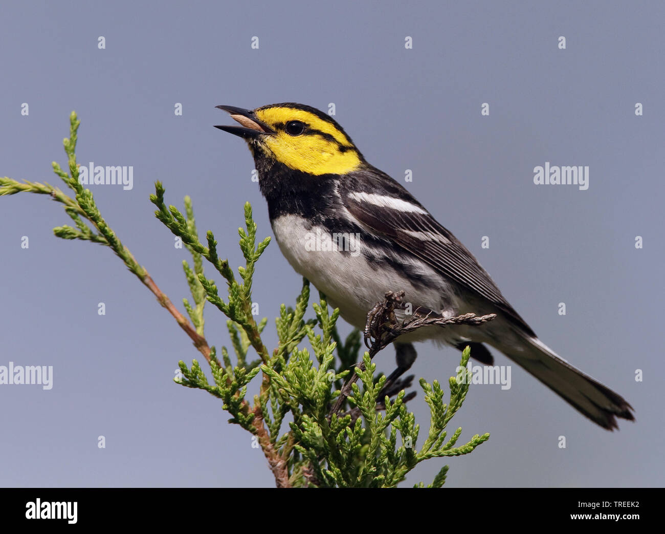 Golden-cheeked warbler (Setophaga chrysoparia, Dendroica chrysoparia), singing male, USA, Texas Stock Photo