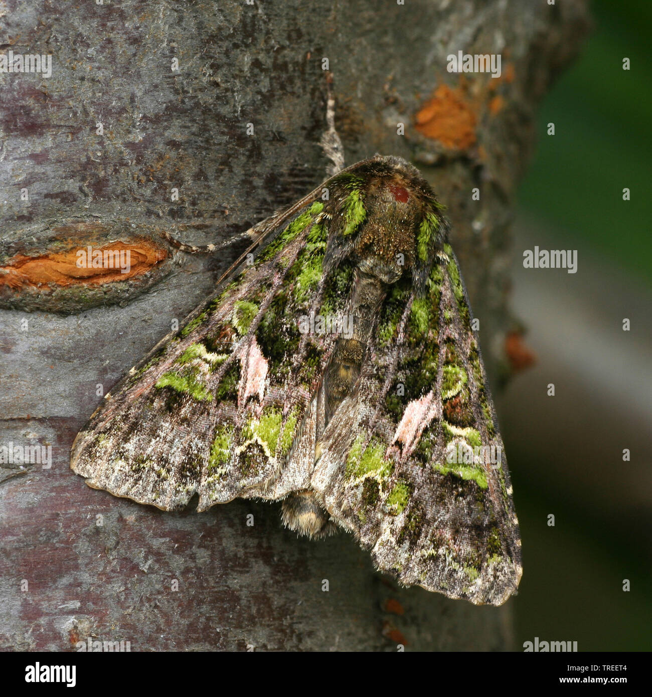 Orache moth (Trachea atriplicis), sits at a tree trunk, Netherlands Stock Photo