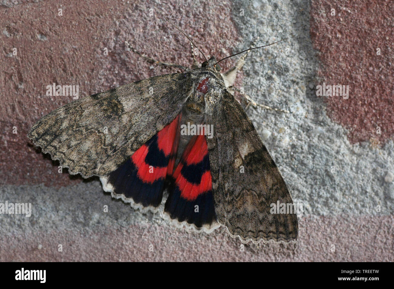 Red Underwing, Red Underwing Moth (Catocala nupta, Phalaena nupta