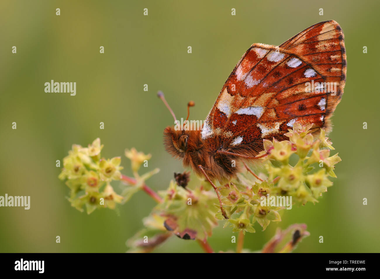 sheherd's fritillary (Boloria pales), on blooming lady's mantle, Alchemilla, Netherlands Stock Photo