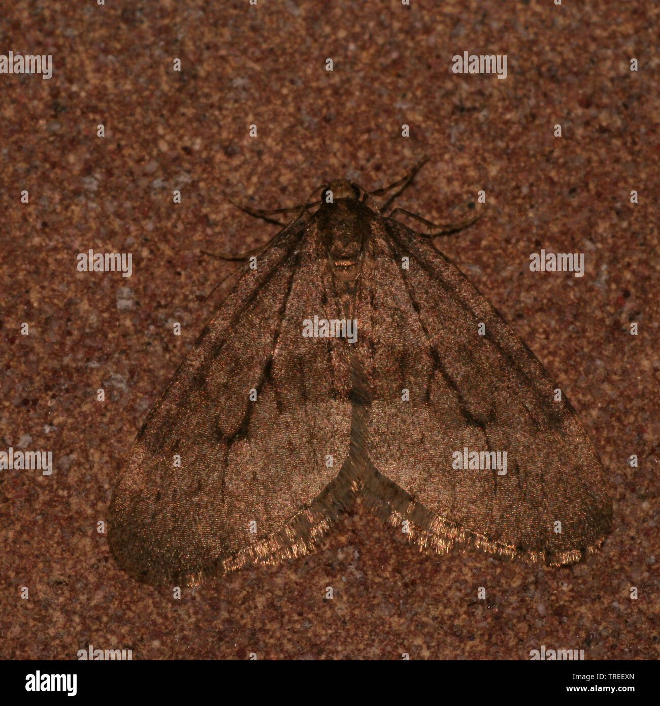 Winter moth hires stock photography and images Alamy