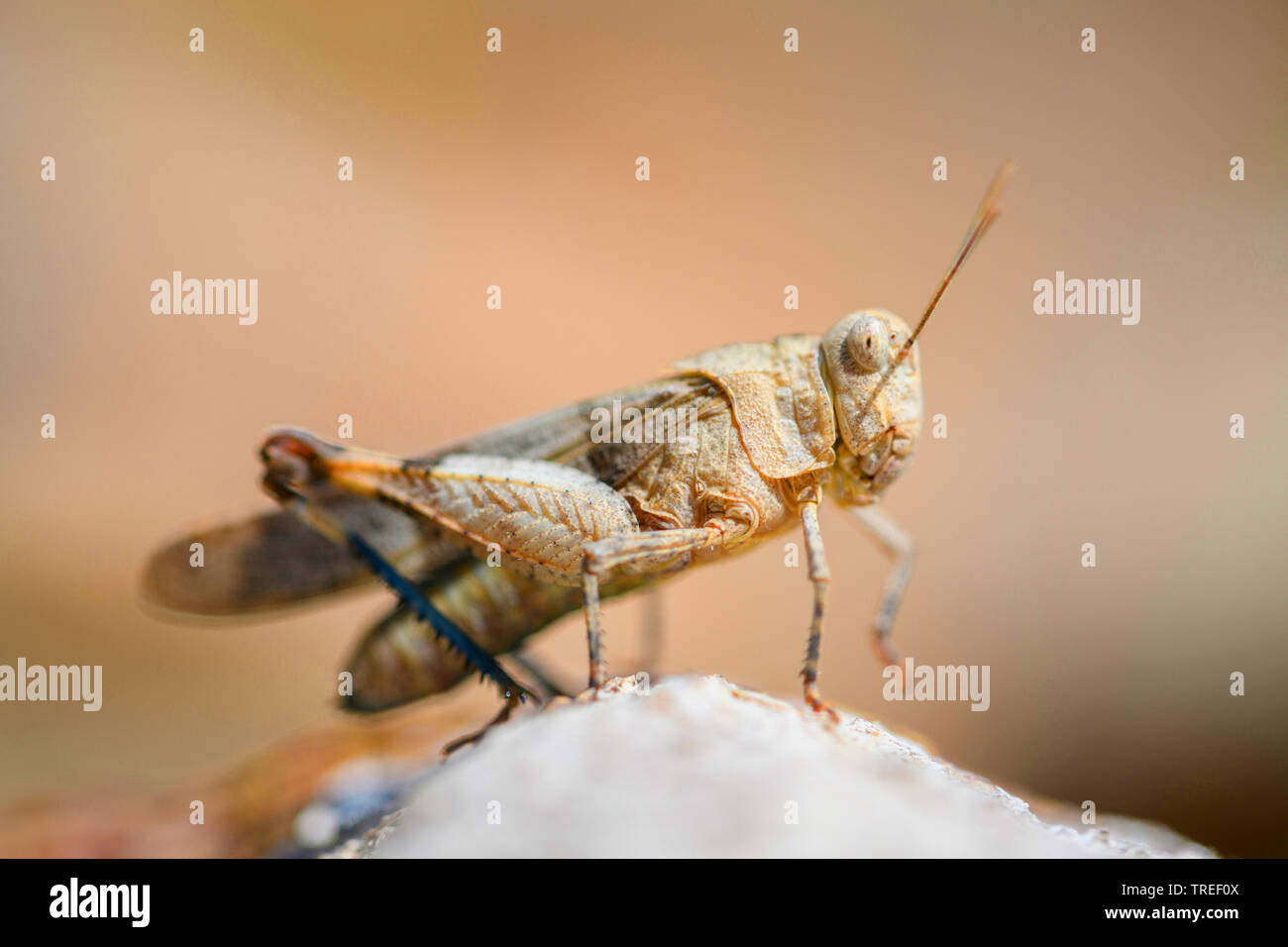 Blue-winged grasshopper (Oedipoda coerulescens, Oedipoda caerulescens), sits on a stone, France, Corsica Stock Photo